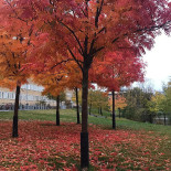 Berghems Pizzeria Utomhus