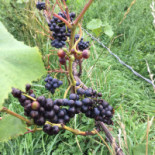 Arilds Vingård Utomhus