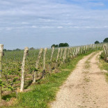 Arilds Vingård Utomhus