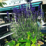 Friends Fika And Food Utomhus