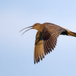 Restaurang Waldorf Dryck