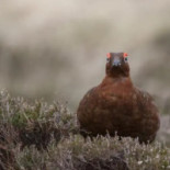 Sibylla Hemavan Dryck