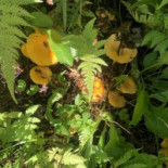 Sibylla Hemavan Dryck