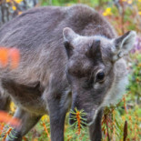 Grand Arctic Utomhus