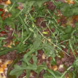 Primo Ciao Ciao Liljeholmen Dryck