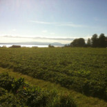 Jordgubbscafet Utomhus