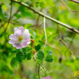 Kapellskärs Stf Vandrarhem Dryck
