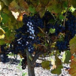 Restaurang Asia Corner Utomhus