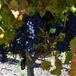 Vejbyvingård Utomhus