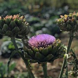 Jord Bord Örnahusen Utomhus