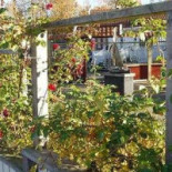 Brännö Värdshus Utomhus