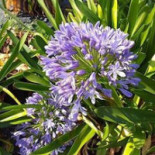 Krapperups Slottscafe Dryck