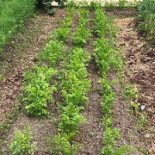 Gunnebo Slott och Trädgårdar Utomhus