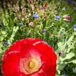 Gunnebo Slott och Trädgårdar Mat