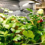 Restaurang Vedugnen Dryck