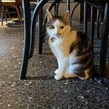 Java Whiskers Utomhus