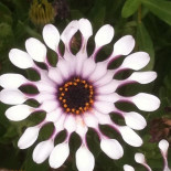 Aqua Dinner Drinks Dryck