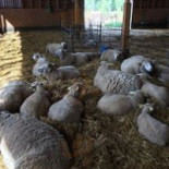 Café I Fårhus Utomhus