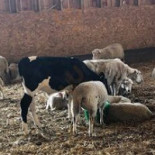 Café I Fårhus Utomhus