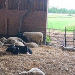 Café I Fårhus Utomhus