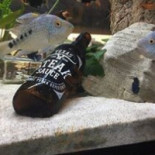 Texas Longhorn Dryck