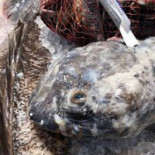 Östermalmshallen Mat