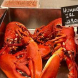 Östermalmshallen Guru