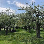 Rosendals Trädgård Utomhus