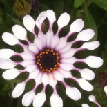 Slagesnäs Bed Breakfast Dryck