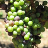 Restaurang Drommen Dryck