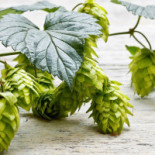 Järvsö Bryggeri Dryck