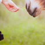 Djurparksrestaurangen Dryck