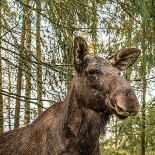 Djurparksrestaurangen Utomhus