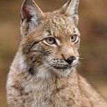 Djurparksrestaurangen Dryck