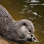 Djurparksrestaurangen Dryck