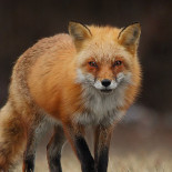 Djurparksrestaurangen Dryck