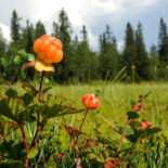 Kafé Anno 1762 Dryck