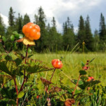 Kafé Anno 1762 Dryck