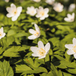 Aasundsholms Golf Ab Dryck