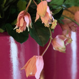 Bangial Restaurang Dryck