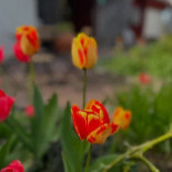 Freadals Trädgårdscafe Dryck