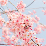 Lilla Laxen Drive In Restaurang Dryck