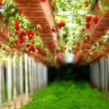 Galway's Irish Pub Dryck