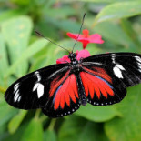 Fjärilshuset Haga Ocean Dryck