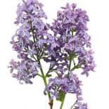 Hambergs Fisk Logotyp