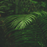 Sushi Yama Kupolen Borlänge Dryck