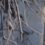 Dala-floda Värdshus Dryck