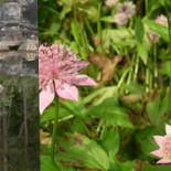 Dala-floda Värdshus Dryck