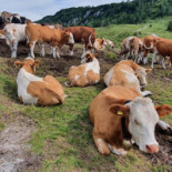 Athos Hamnkrog Utomhus