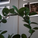 Tonys Restaurang Dryck